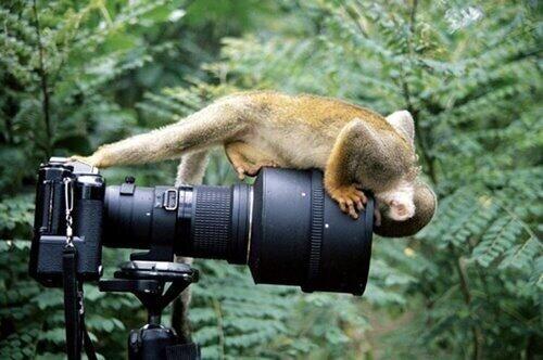 animal selfie